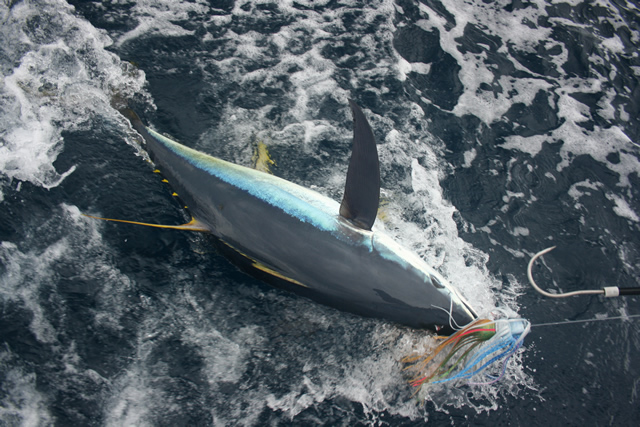 ANGLER:  SPECIES: Yellowfin Tuna WEIGHT: 70 Kg LURE: J.B Lures, 